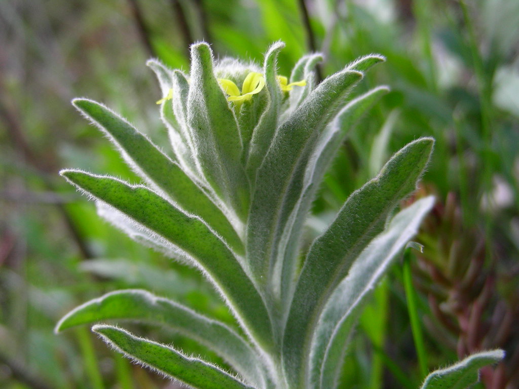 Fibigia clypeata / Fibigia comune